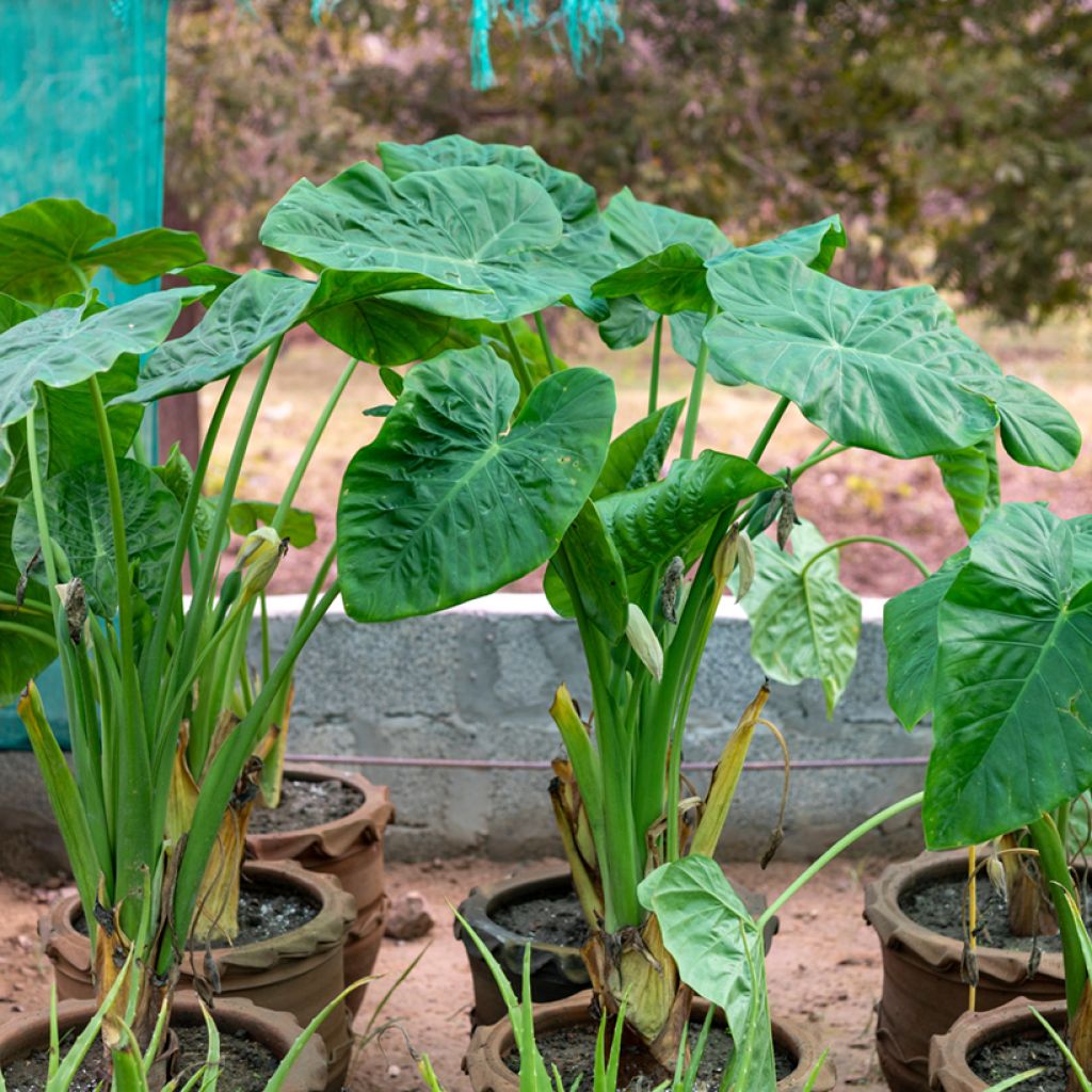 Alocasia Calidora - Oreille d'éléphant