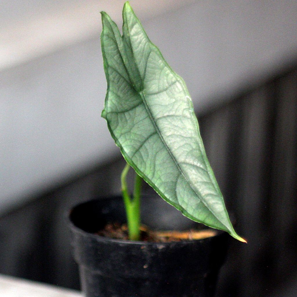 Alocasia Dragon's Breath - Oreja de elefante