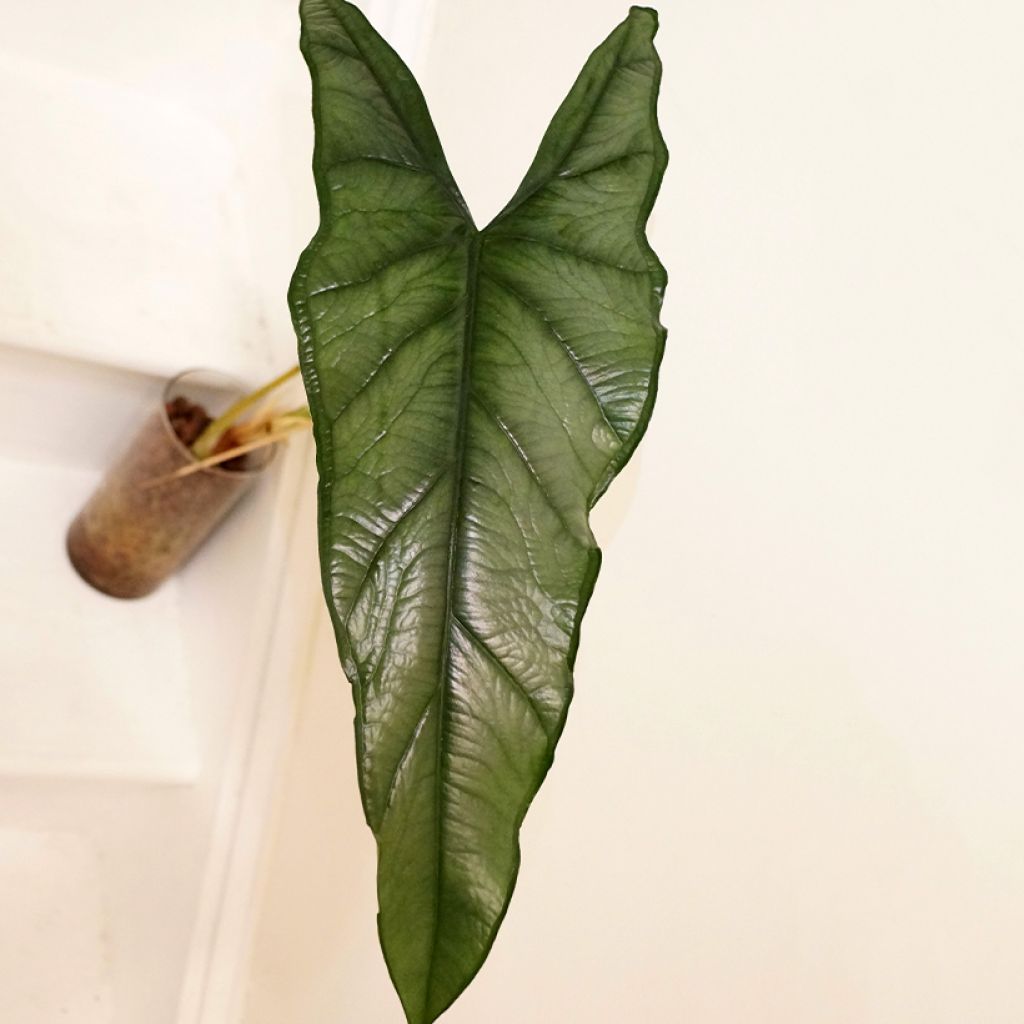 Alocasia Dragon's Breath - Oreja de elefante