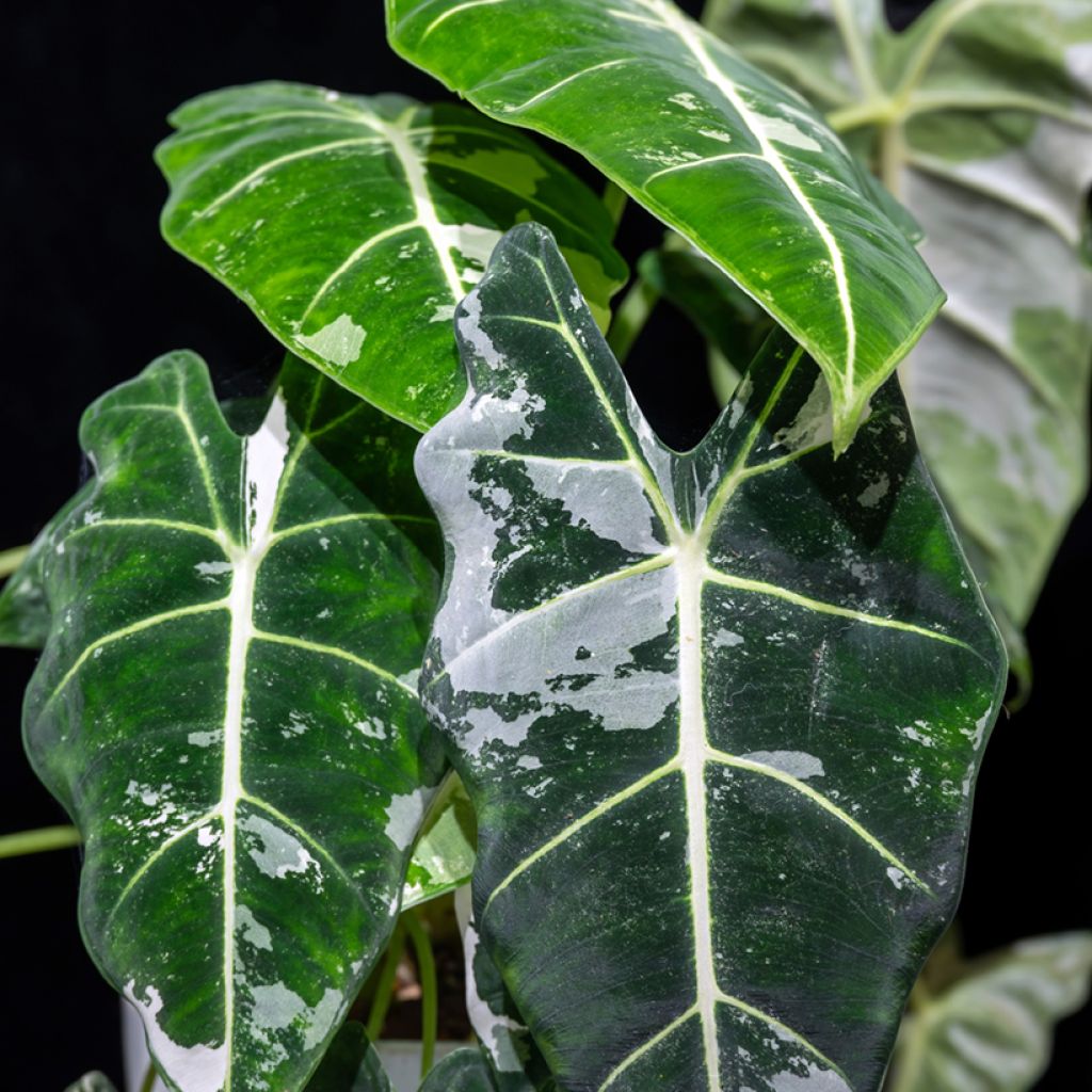 Alocasia Frydek Variegata - Oreja de elefante