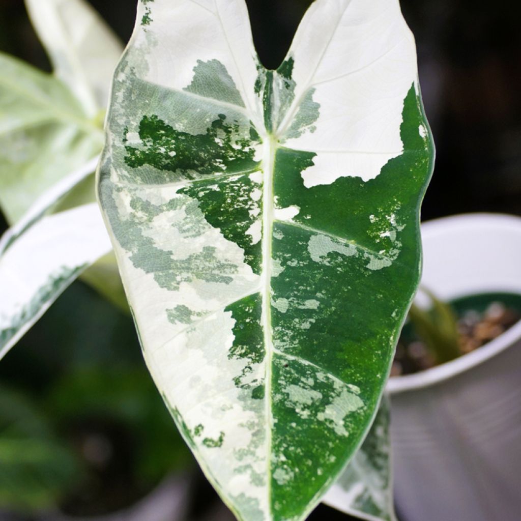 Alocasia Frydek Variegata - Oreja de elefante