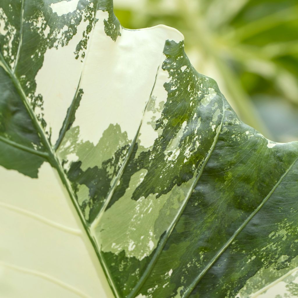 Alocasia Hualong - Oreja de elefante