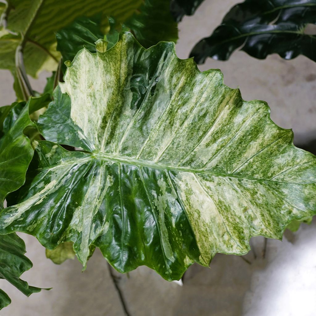 Alocasia Hualong - Oreja de elefante