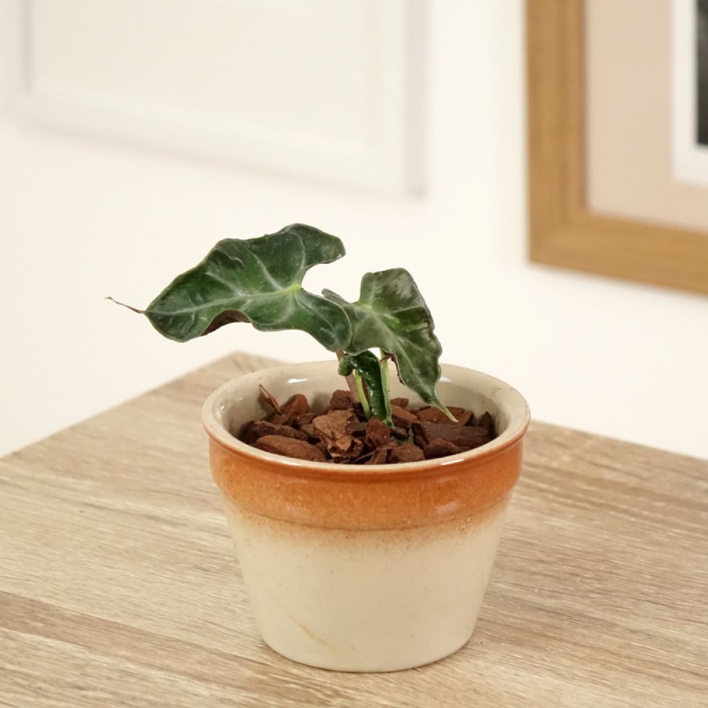 Alocasia Loco - Oreja de elefantephante