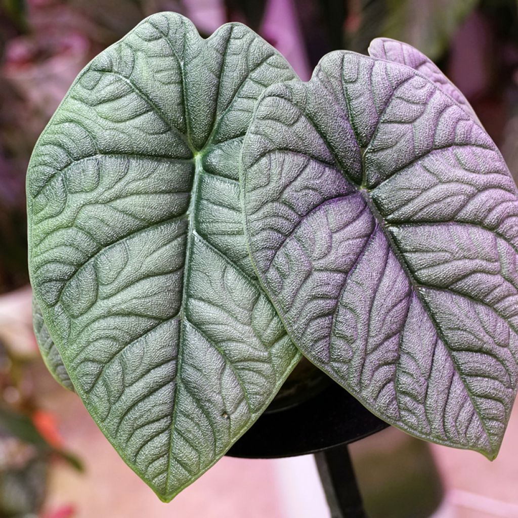 Alocasia melo - Oreja de elefante