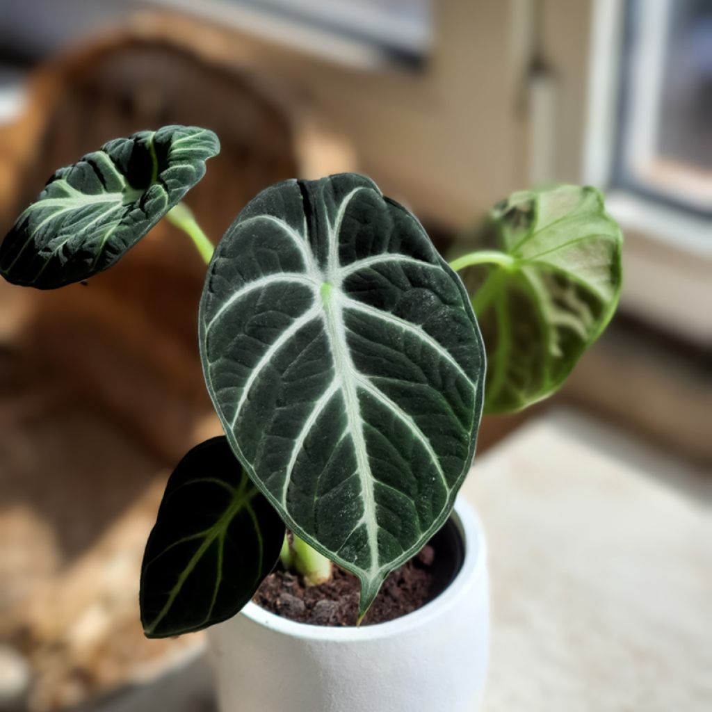 Alocasia Ninja - Oreja de elefante