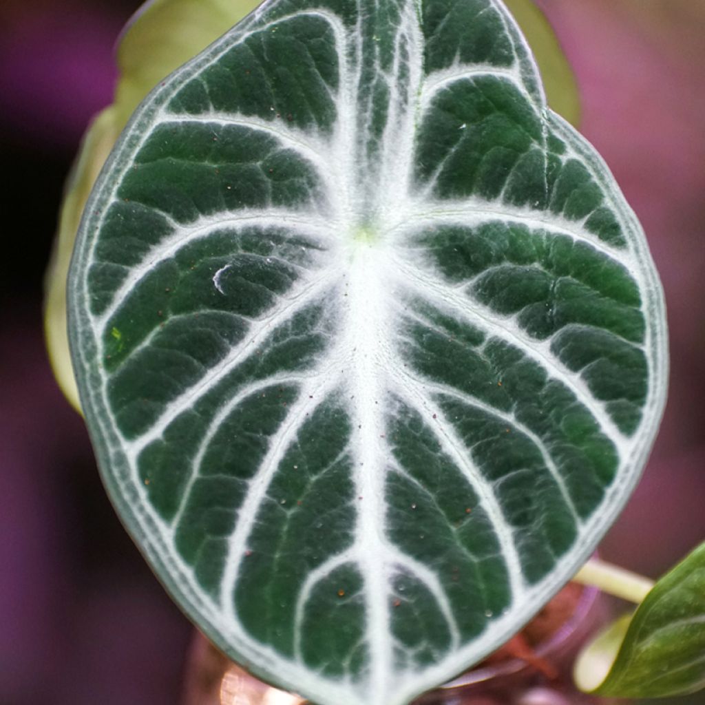 Alocasia Ninja - Oreja de elefante