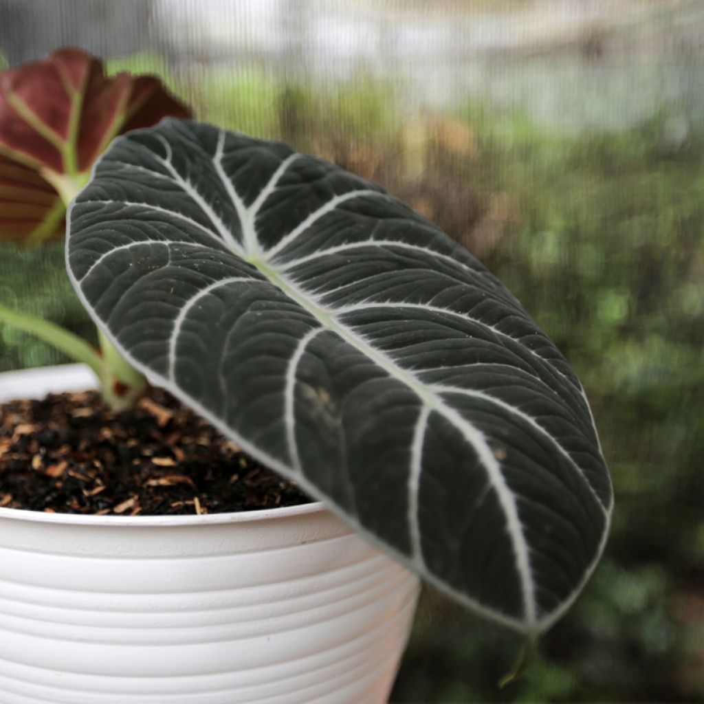 Alocasia Ninja - Oreja de elefante