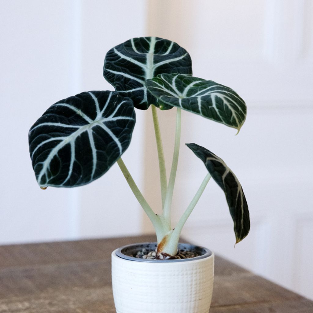 Alocasia Ninja - Oreja de elefante