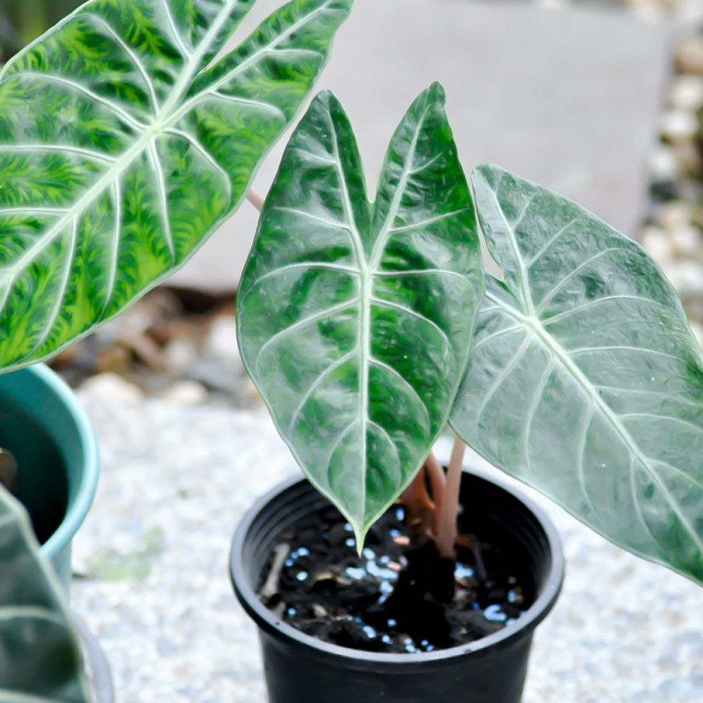 Alocasia Pink Dragon - Oreille d'éléphant