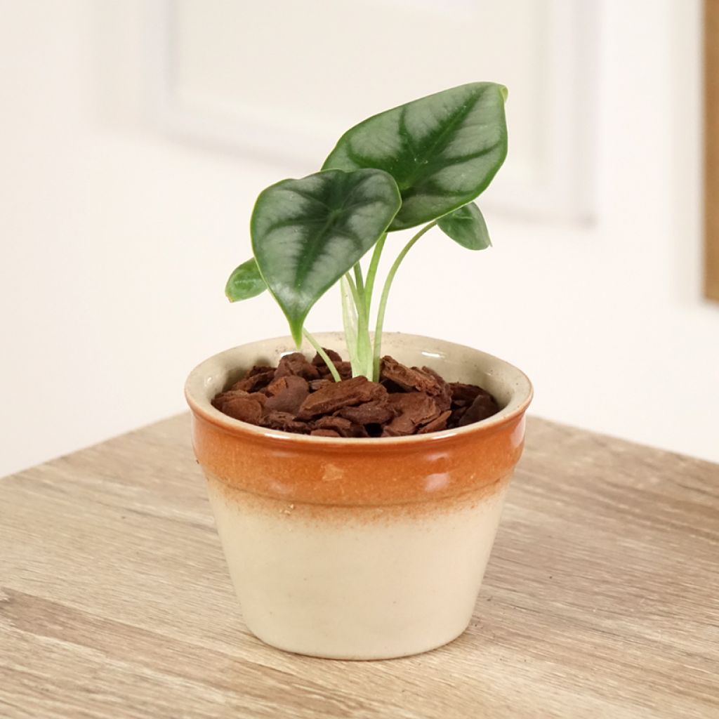 Alocasia reversa - Oreille d'éléphant