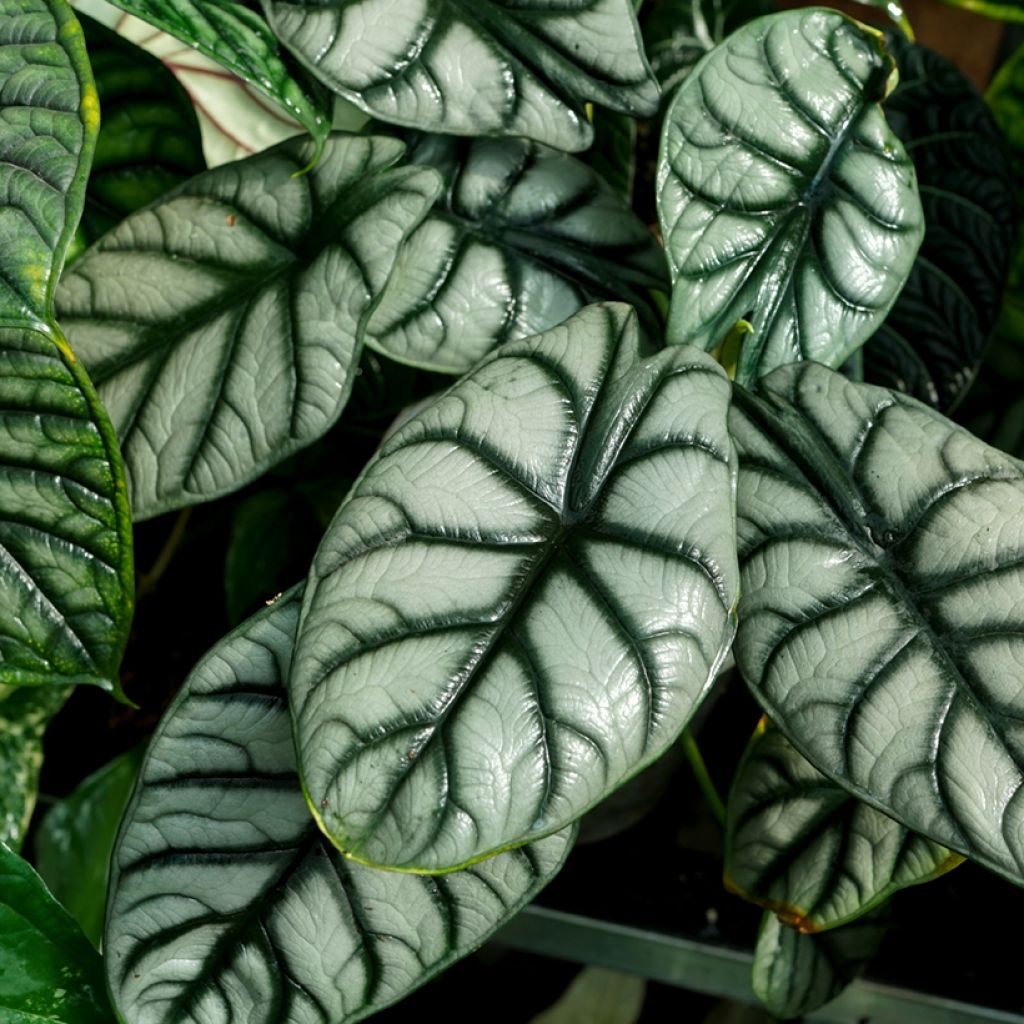 Alocasia Silver Dragon - Oreja de elefantephante