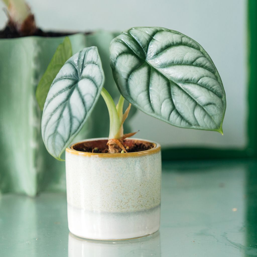 Alocasia Silver Dragon - Oreja de elefantephante
