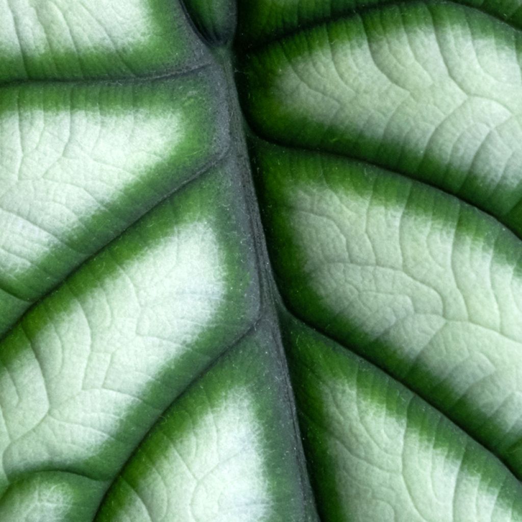 Alocasia Silver Dragon - Oreja de elefantephante