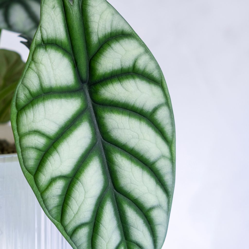 Alocasia Silver Dragon - Oreja de elefantephante