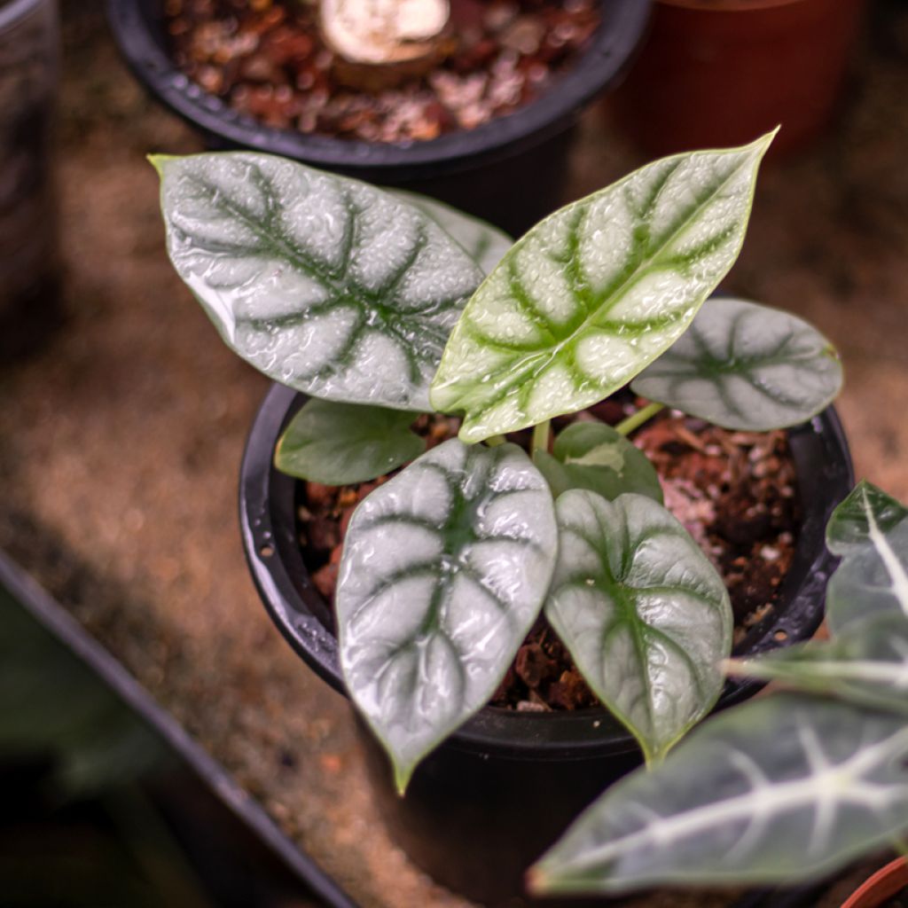 Alocasia Silver Dragon - Oreja de elefantephante