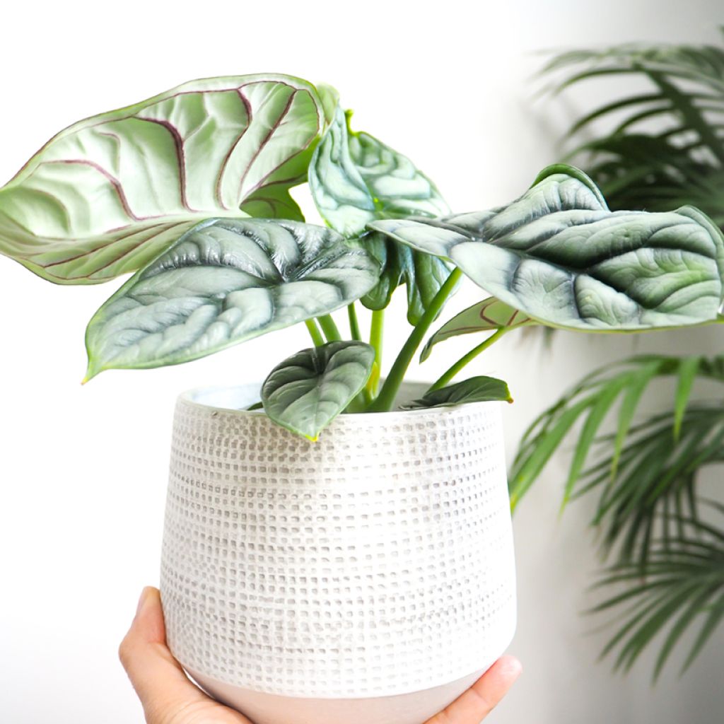 Alocasia Silver Dragon - Oreja de elefantephante