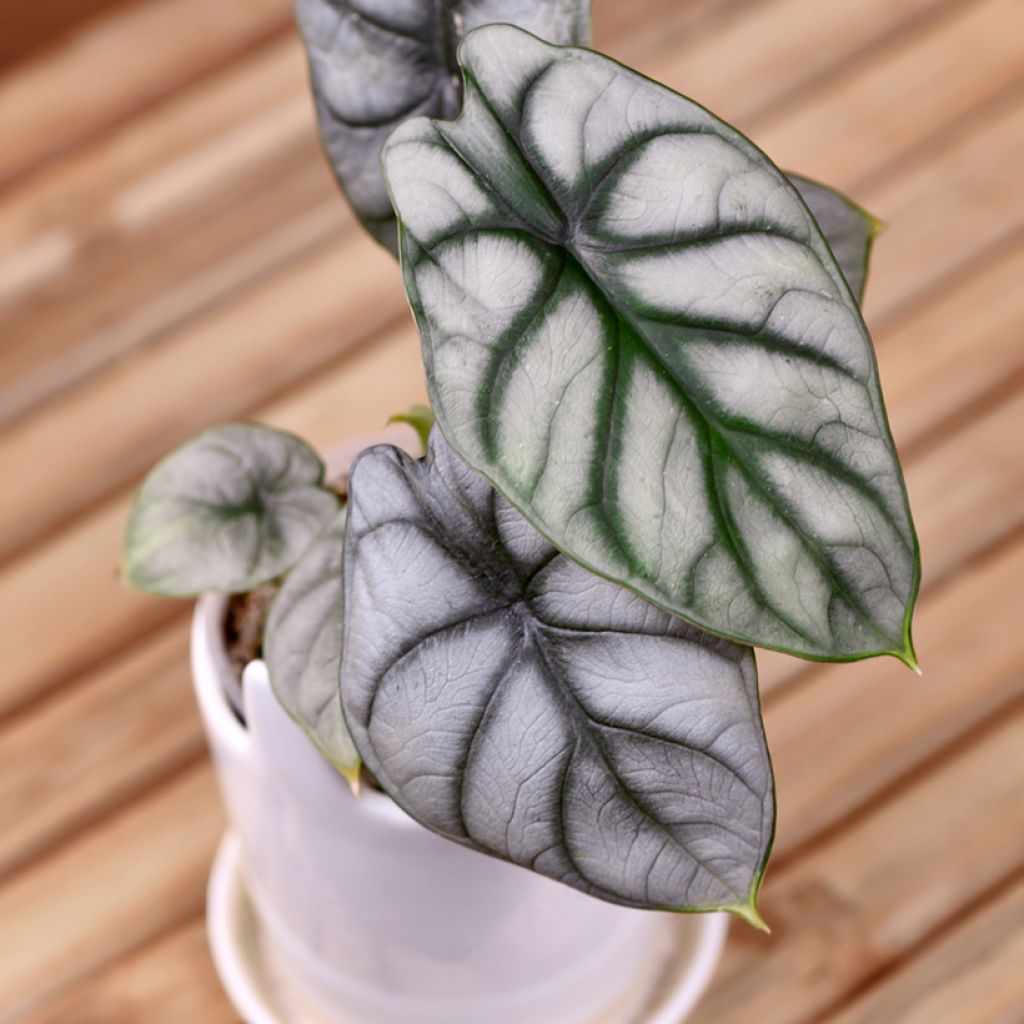 Alocasia Silver Dragon - Oreja de elefantephante