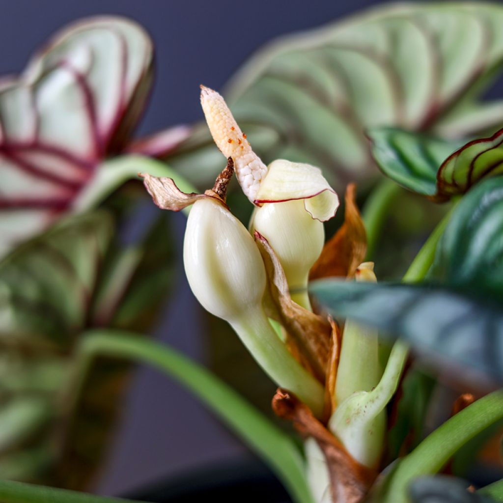 Alocasia Silver Dragon - Oreja de elefantephante