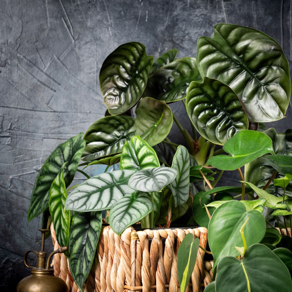 Alocasia Silver Dragon - Oreja de elefantephante