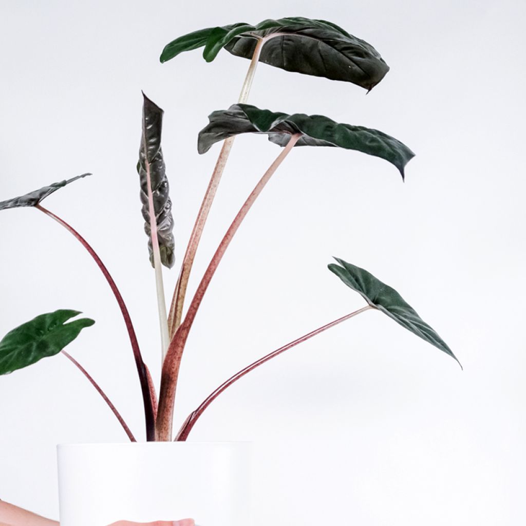 Alocasia Yucatan Princess - Oreille d'éléphant