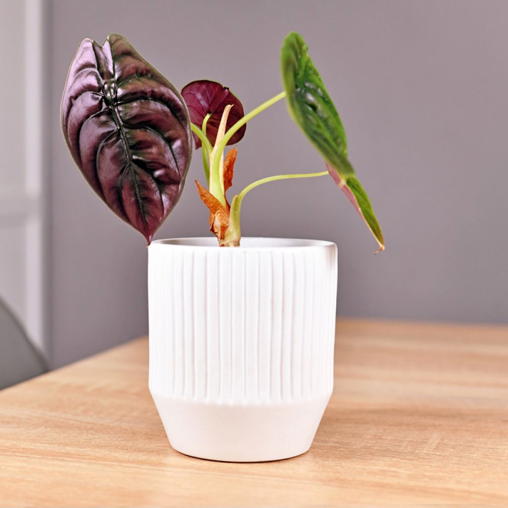 Alocasia azlanii - Oreille d'éléphant