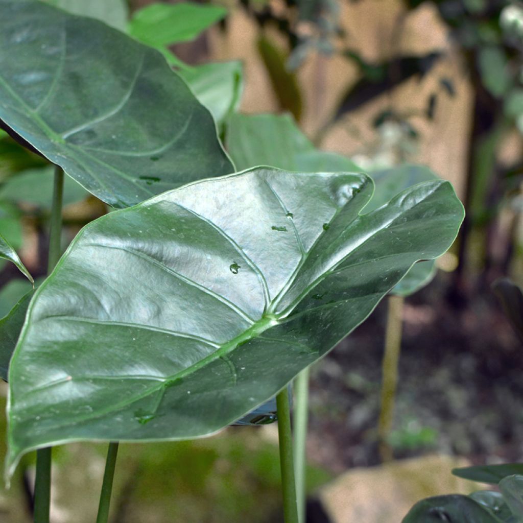 Alocasia wentii - Oreille d'éléphant