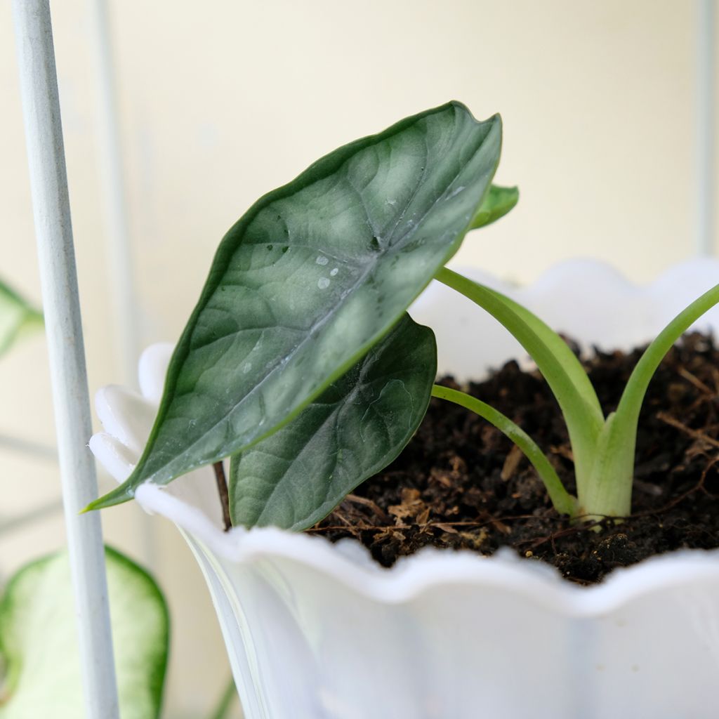 Alocasia Dewey's Reversa - Oreja de elefante