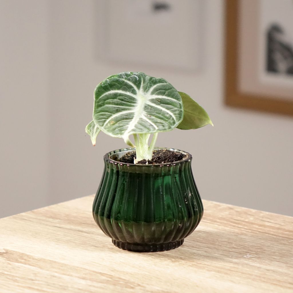 Alocasia Ninja - Oreja de elefante