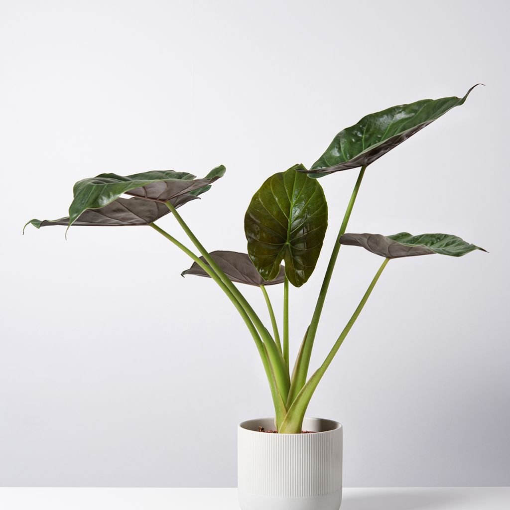 Alocasia Williams hybrid - Oreja de elefante