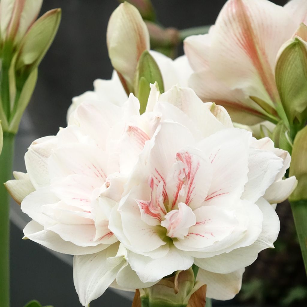 Amaryllis Aquaro - Hippeastrum