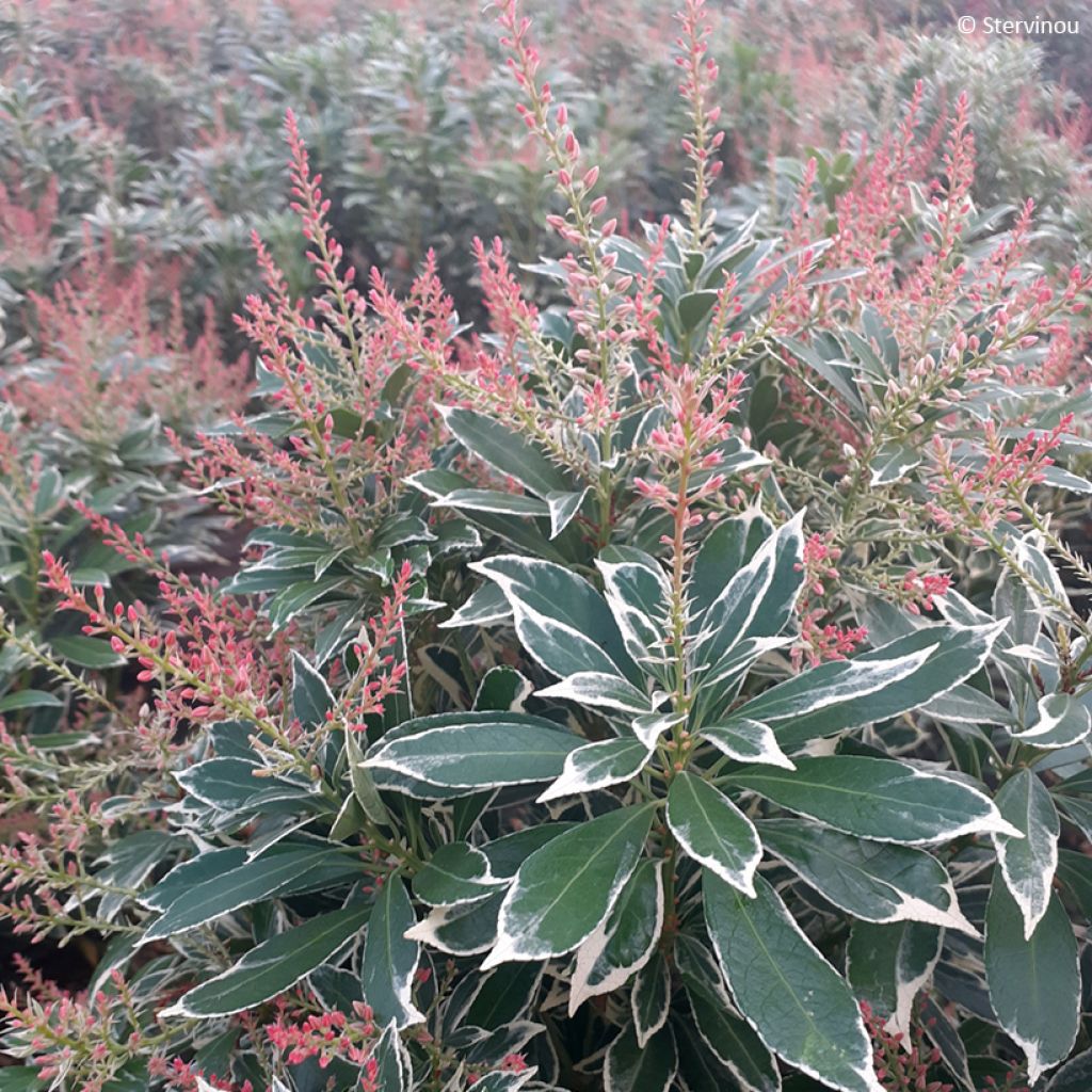 Pieris japonica Polar passion® - Japanese andromeda, Lily of the valley shrub, Japanese pieris