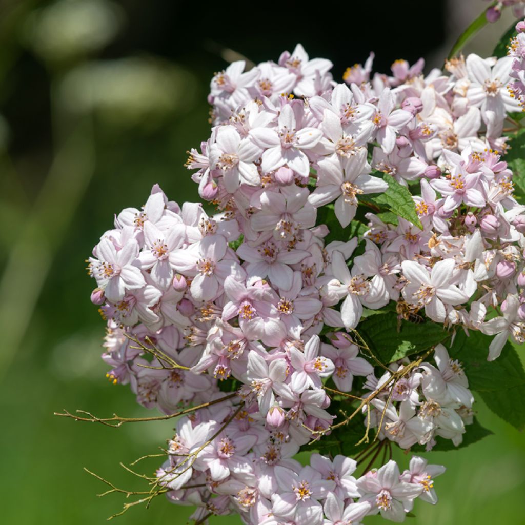 Deutzia hybrida Mont Rose hibrido