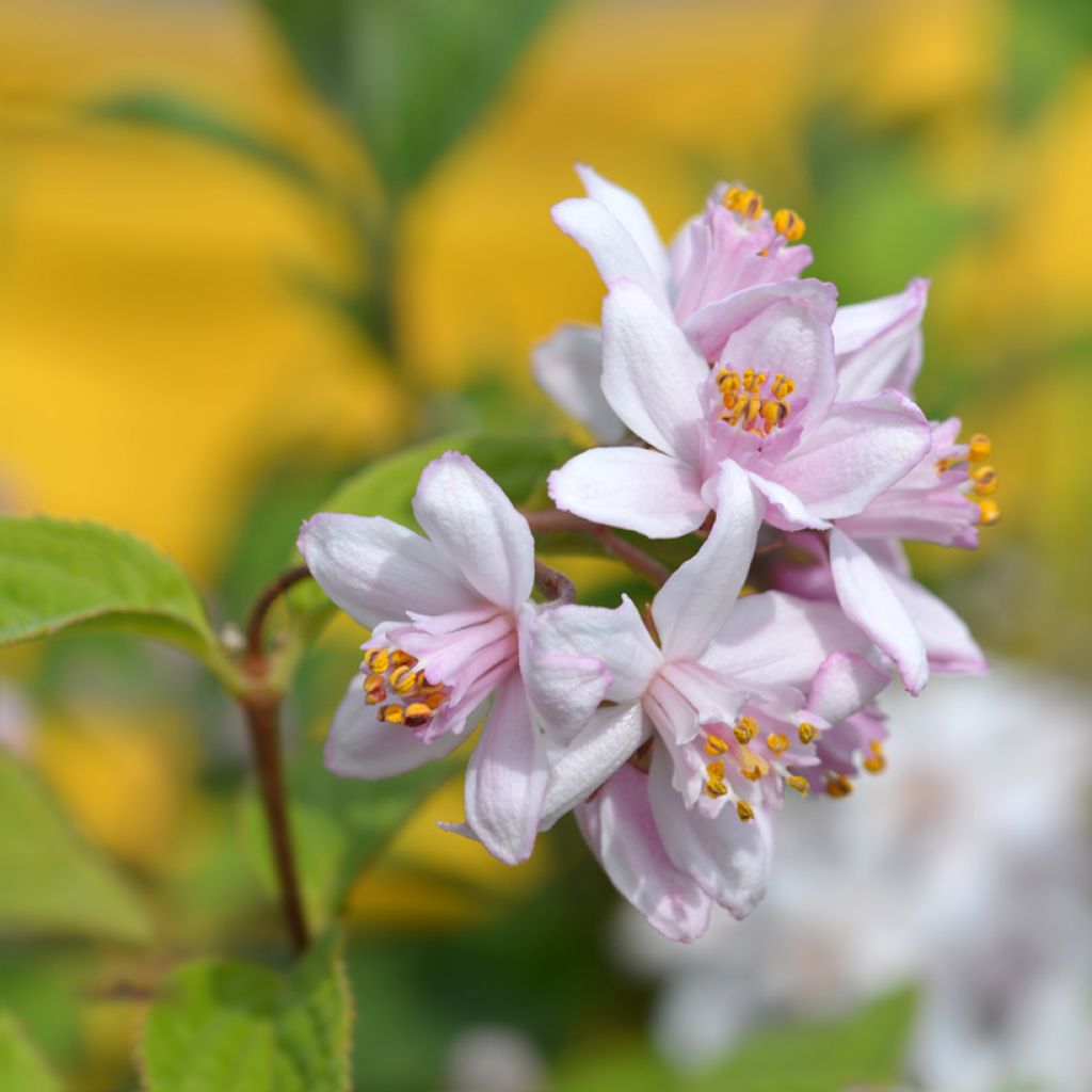 Deutzia hybrida Mont Rose hibrido
