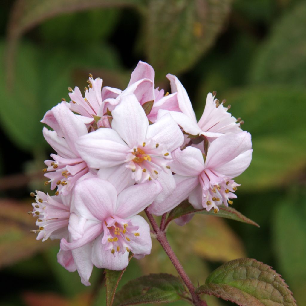 Deutzia hybrida Mont Rose hibrido
