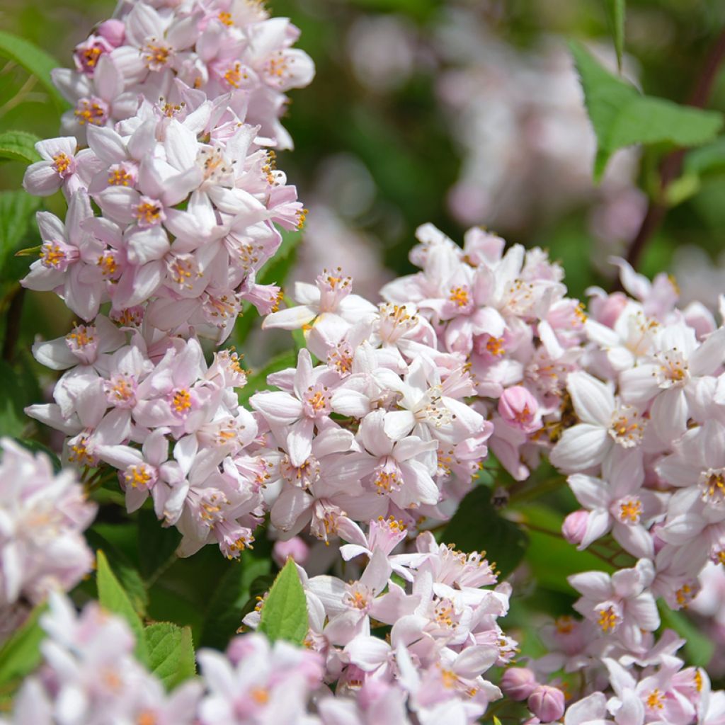 Deutzia hybrida Mont Rose hibrido