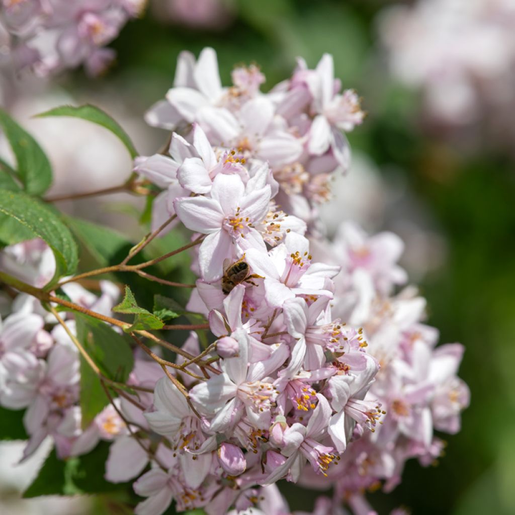 Deutzia hybrida Mont Rose hibrido