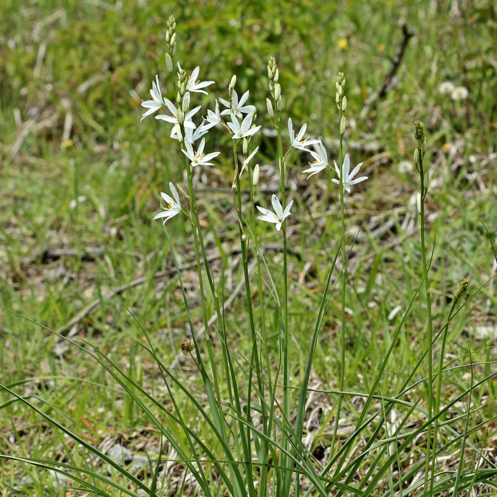 Anthericum liliago - Hierba de la araña