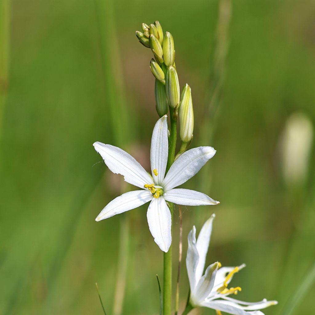 Anthericum liliago - Hierba de la araña