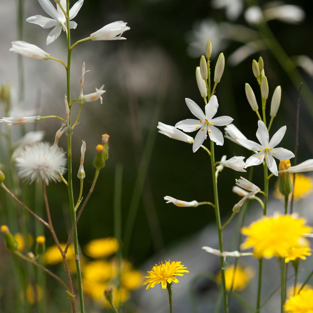 Anthericum liliago - Hierba de la araña