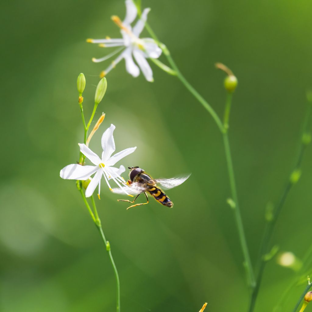 Anthericum liliago - Hierba de la araña