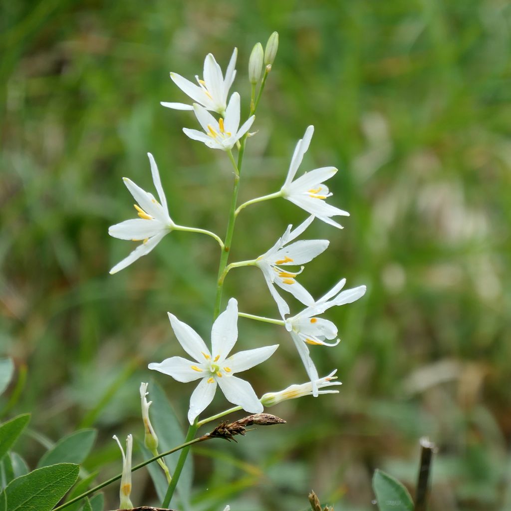 Anthericum liliago - Hierba de la araña