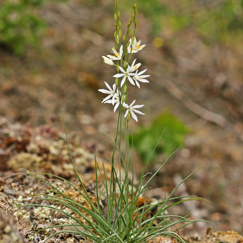 Anthericum liliago - Hierba de la araña