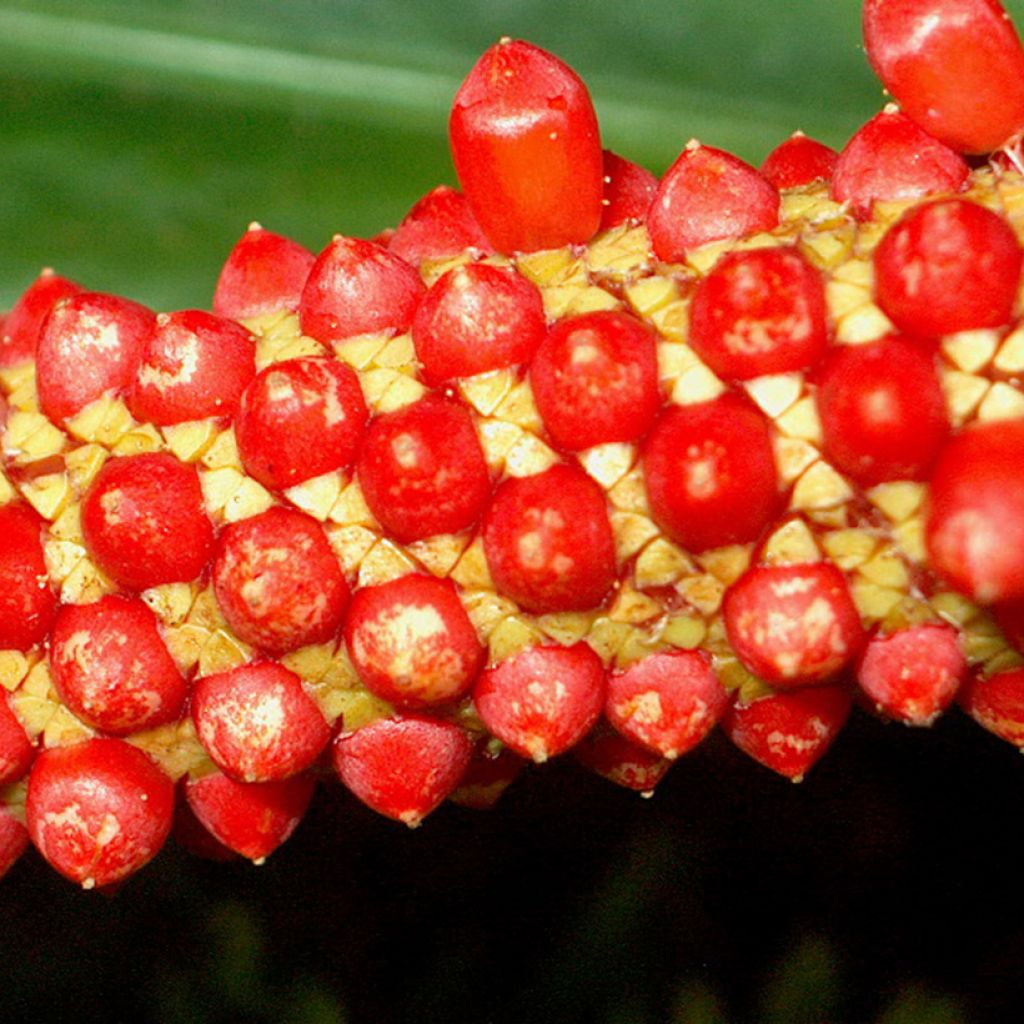Anthurium bakeri