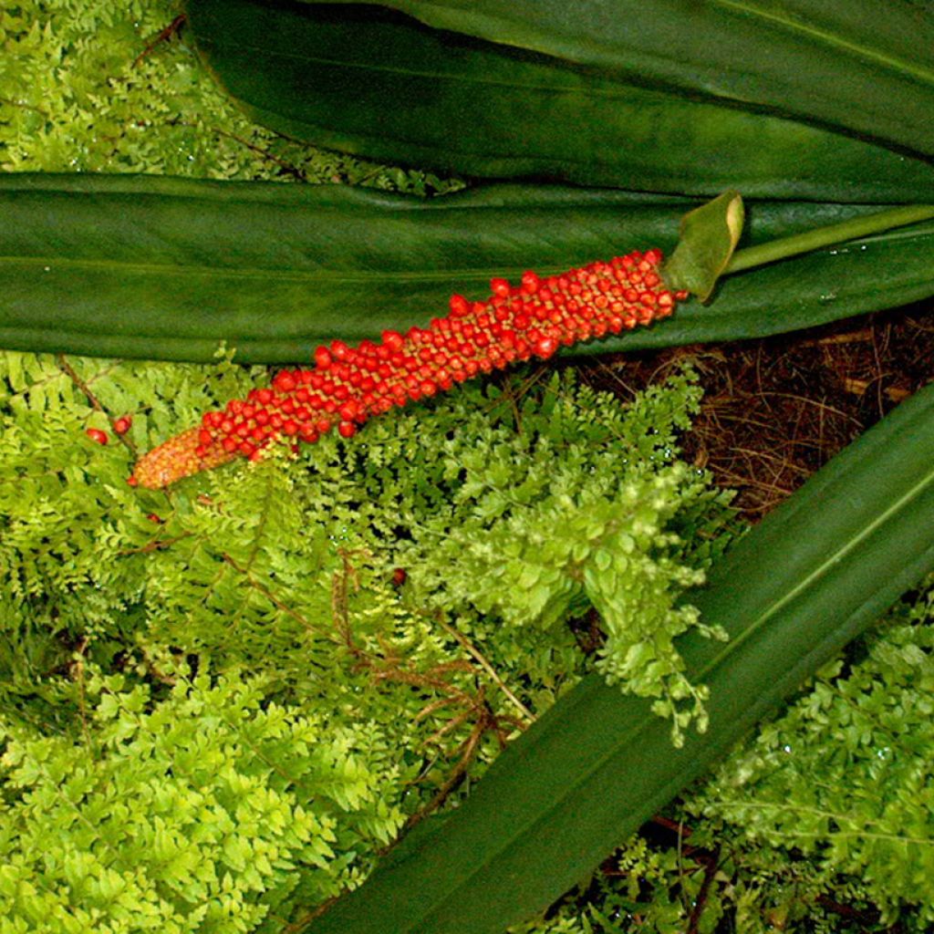 Anthurium bakeri