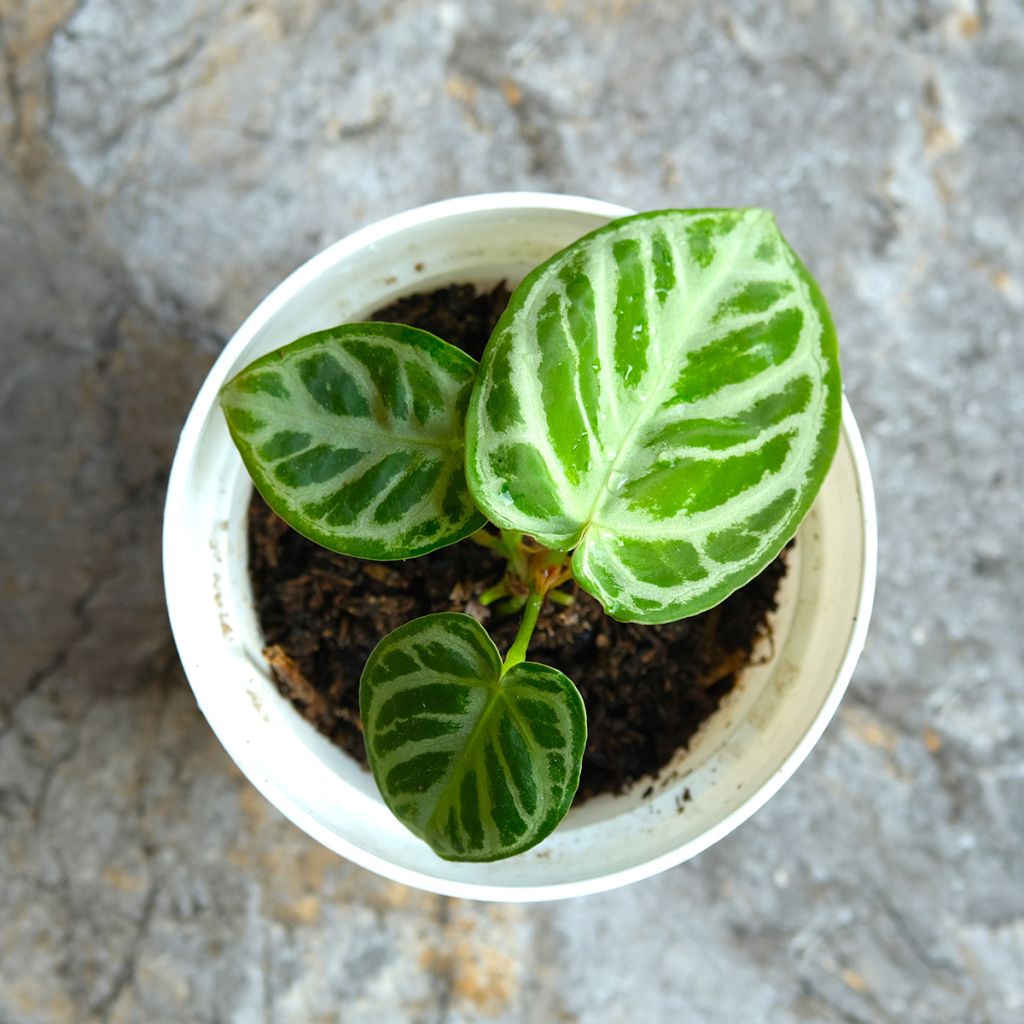 Anthurium Crystal Hope - Anturio