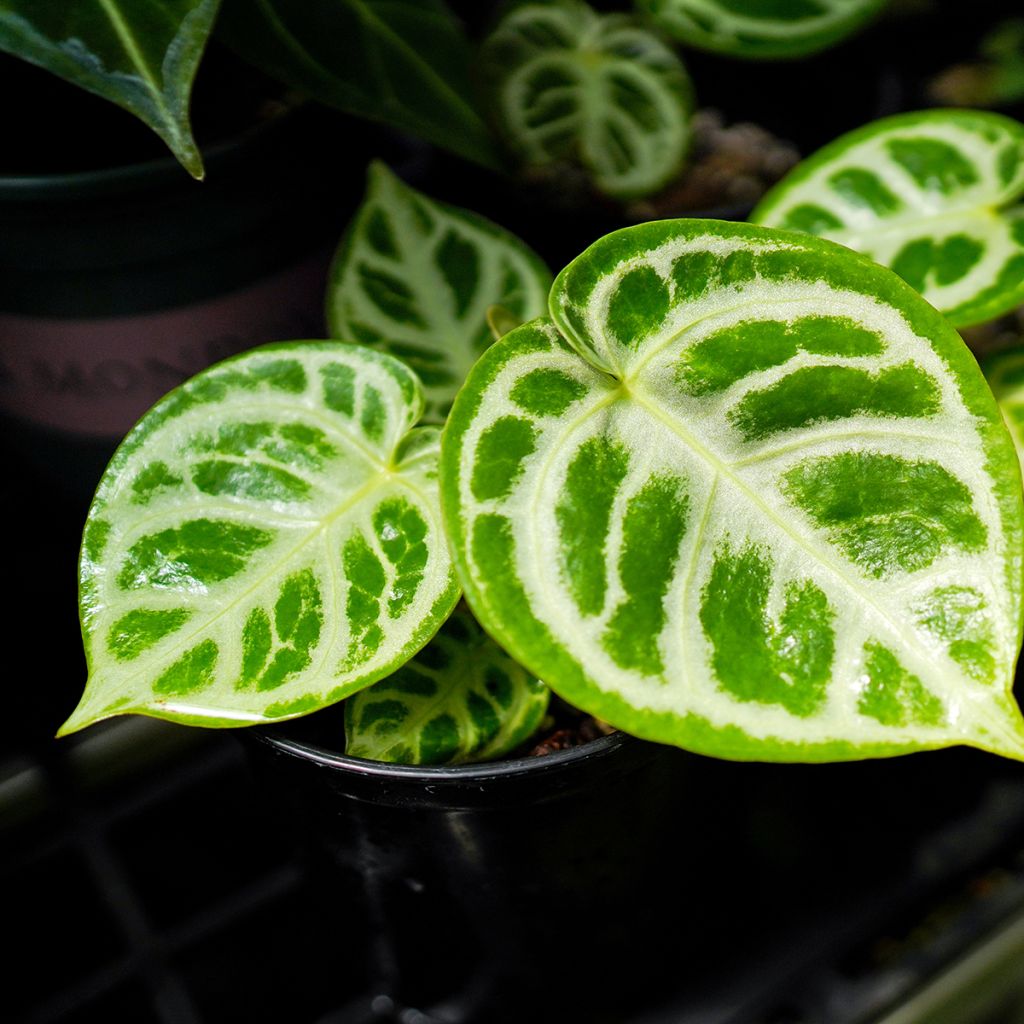 Anthurium Crystal Hope - Anturio