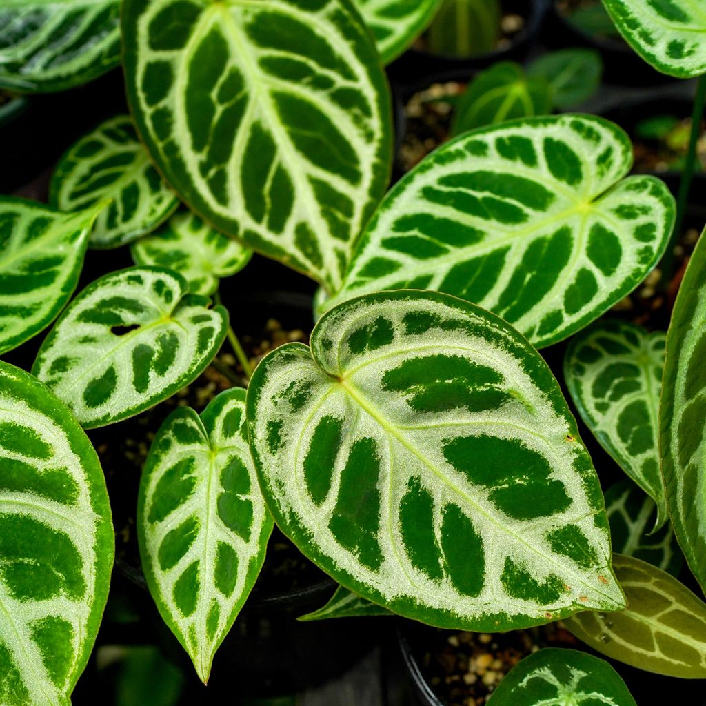 Anthurium Crystal Hope - Anturio