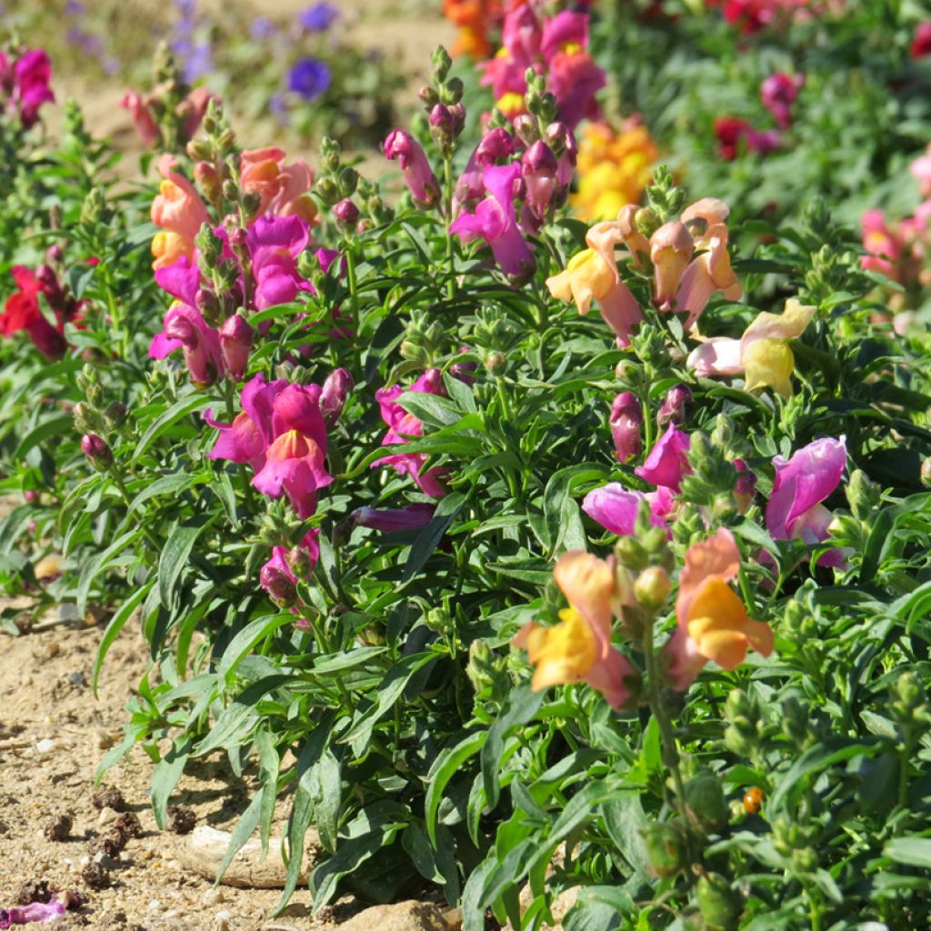 Antirrhinum Emerald Isles