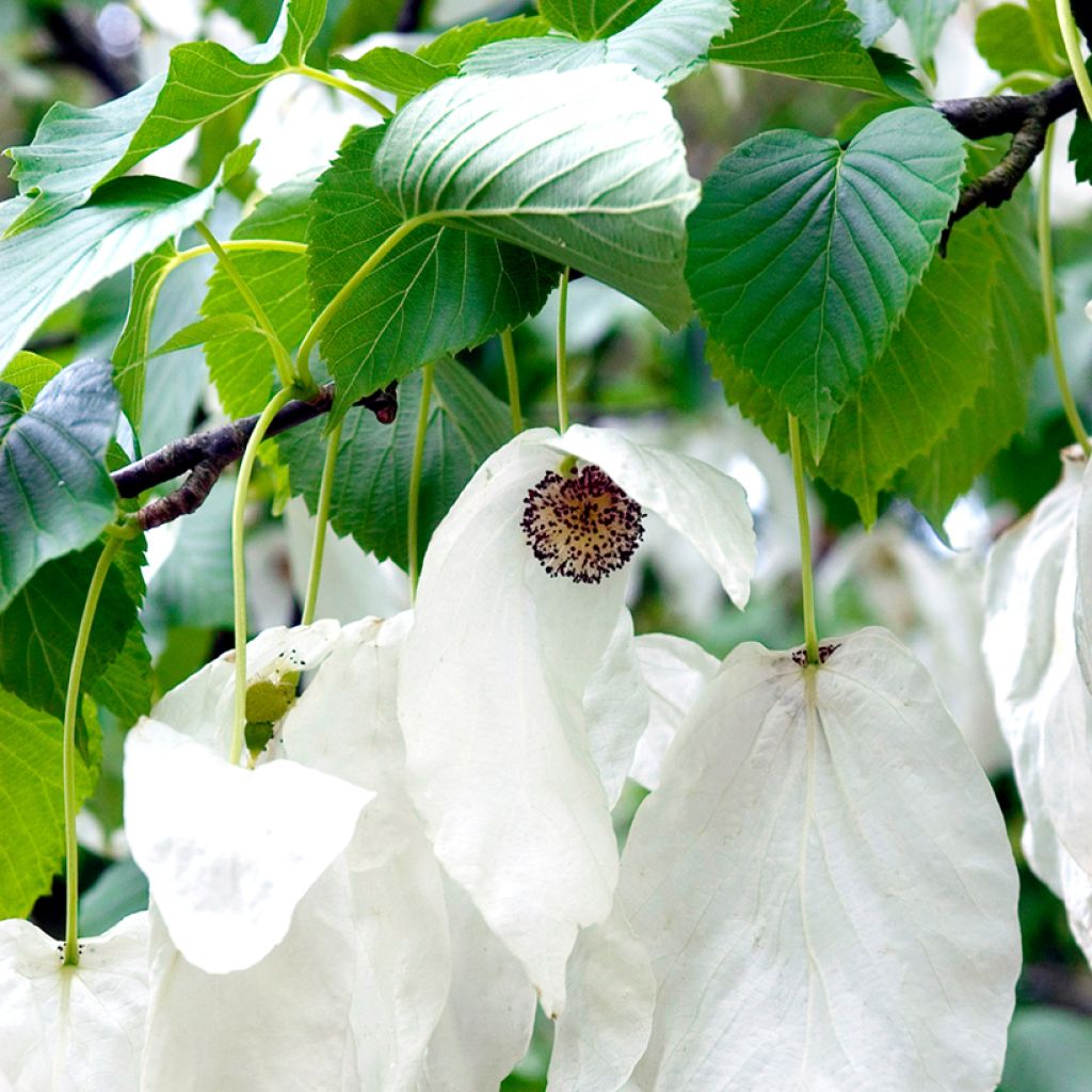 Davidia involucrata - Árbol de los pañuelos